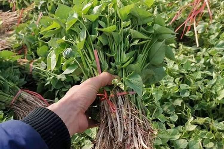 红薯的高产栽培技术