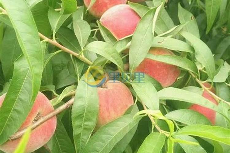 桃子施水溶肥能提前成熟吗