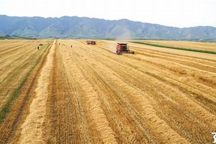 前茬土壤对麦冬产生药害,怎么处理