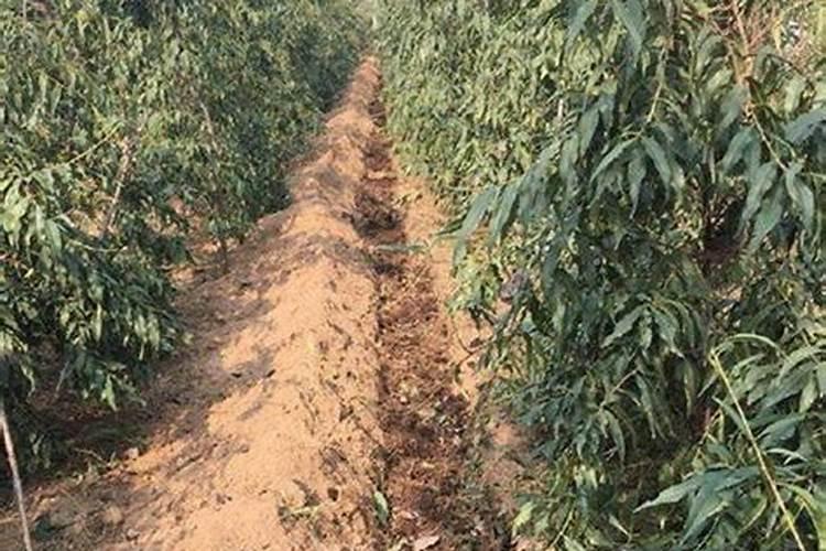 肥料放在地里多久失效啊