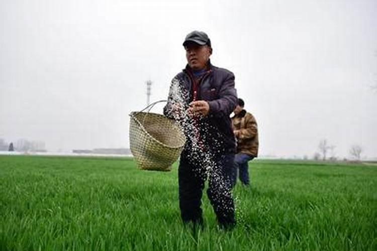 施肥选择在下雨前还是下雨后