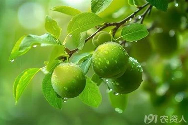 水溶肥的使用方法