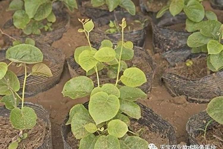 今年刚种下的猕猴桃小苗怎样施肥？