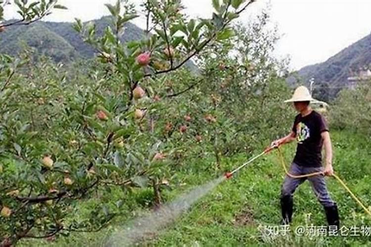 芸苔素叶面肥哪种最好