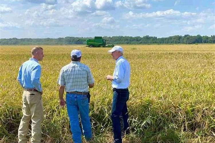 水稻钾肥的正确使用方法及注意事项