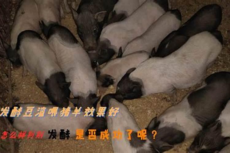 怎样判断鱼蛋肥的好坏