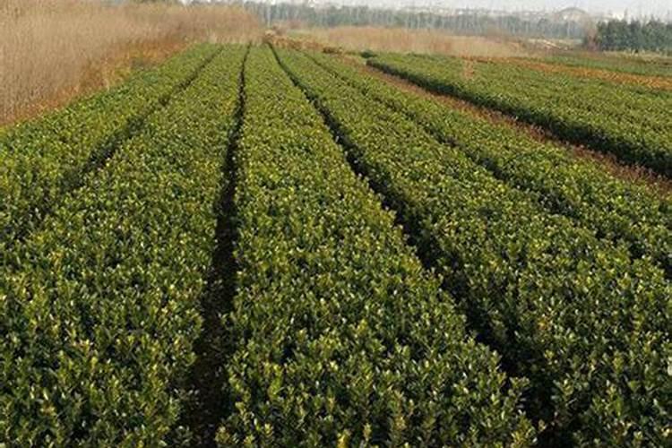 大叶黄杨的施肥与管理方法