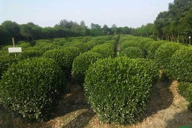 大叶黄杨的叶子发霉咋办？