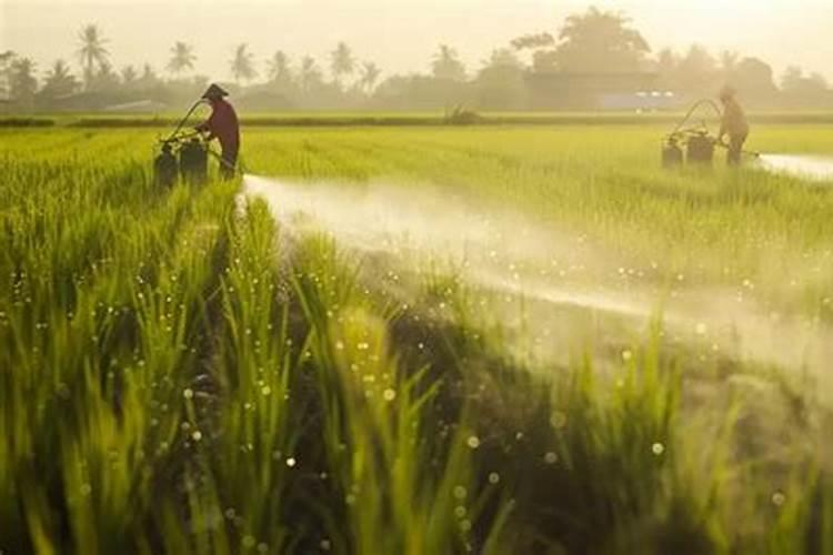 水稻什么时候用芸苔素好 使用方法及技巧