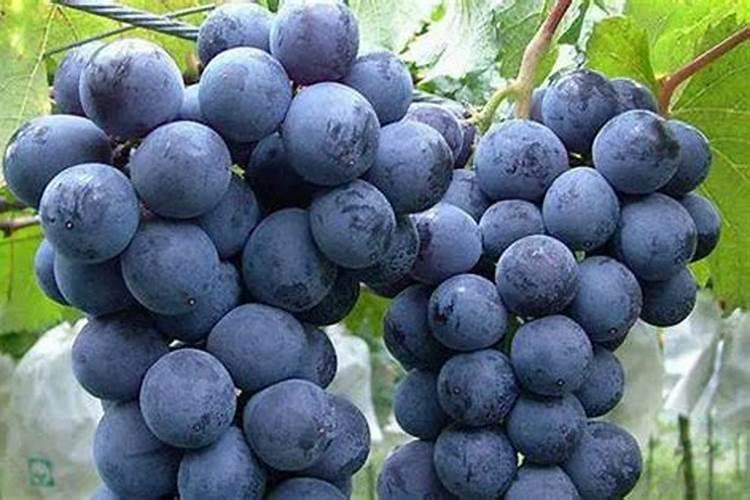 红薯施什么肥产量高