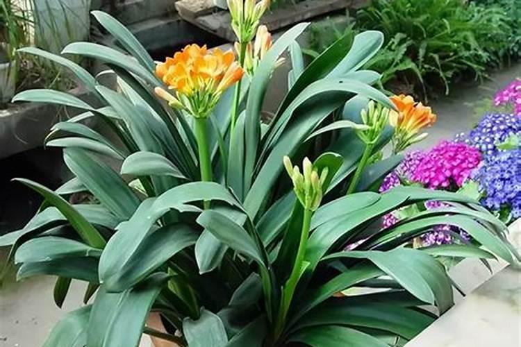 苹果树追肥用什么肥料好