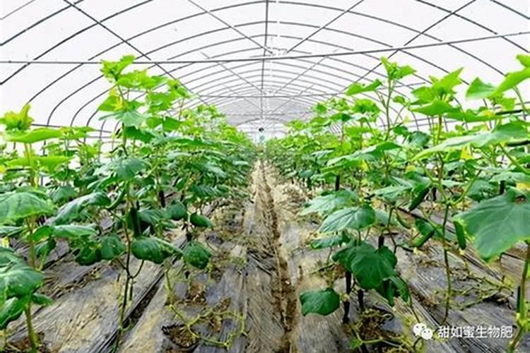 西红柿施什么肥最好