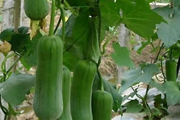 钾肥冲施浓度是多少