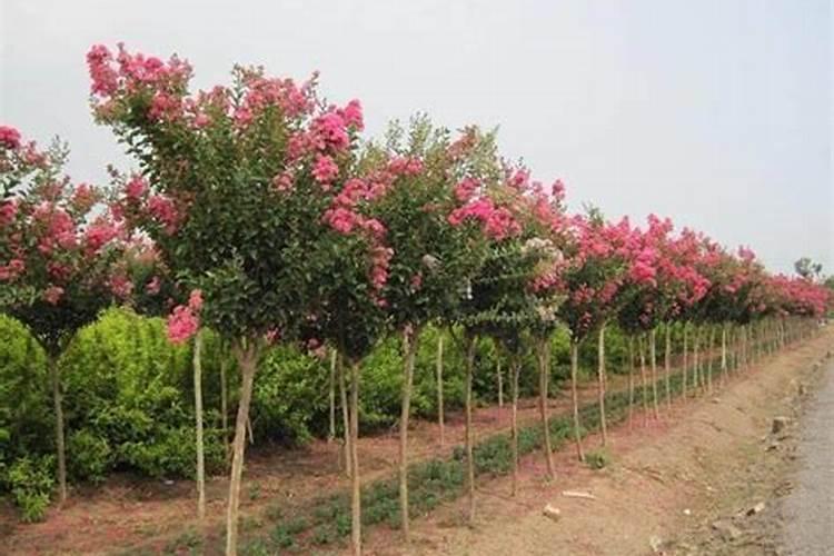 玉米有没有必要进行钾肥冲施？