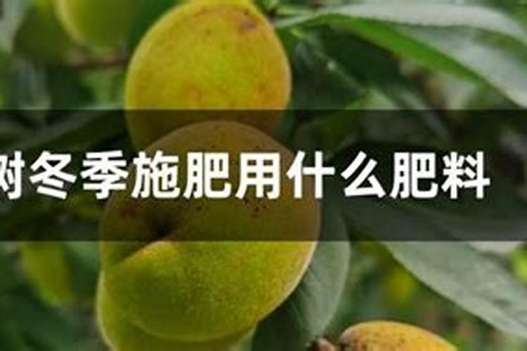 植物什么季节施肥好