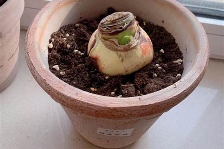 五月绣球需润养,没事多洒水,花芽“咕噜”冒,清香宜人大半年