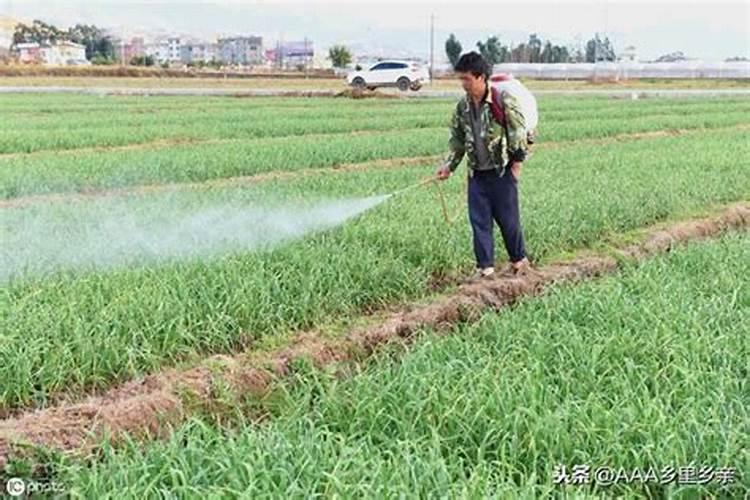 水稻施肥时间和用量