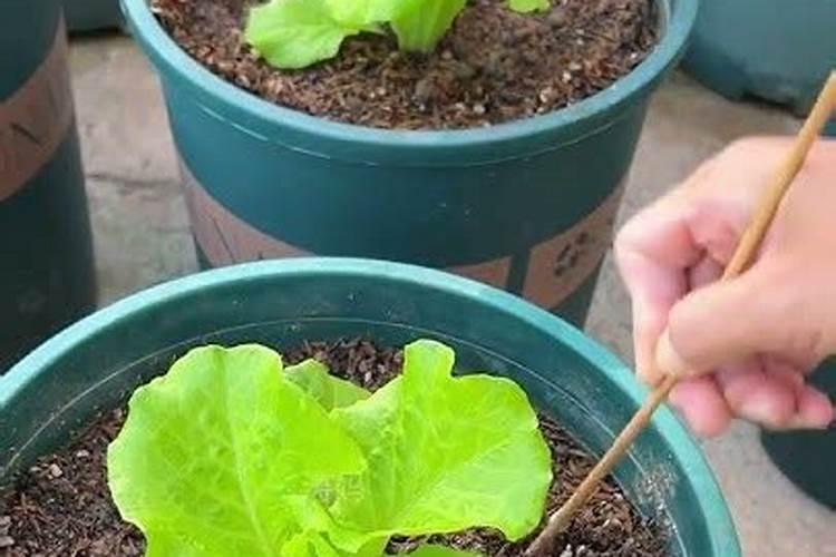 自制生根剂的8种方法,很实用!