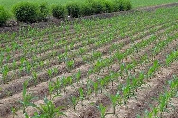 玉米适合用免追肥吗