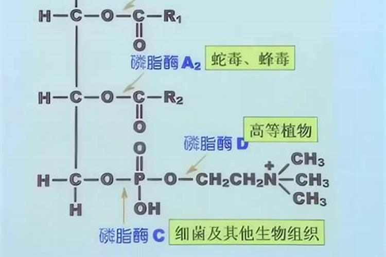 磷肥是什么肥料