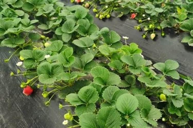 草莓开花结果的时候需要施肥吗