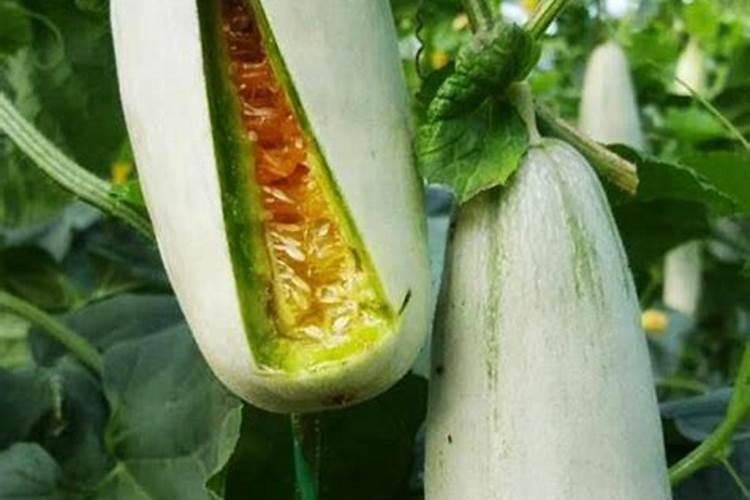 种植甜瓜在花期需要注意什么？