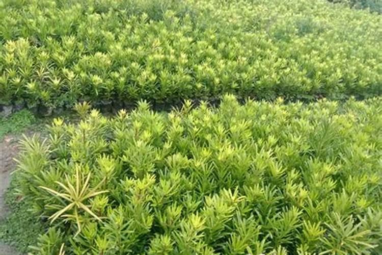 求助各位罗汉松施什么肥好？谁知道？