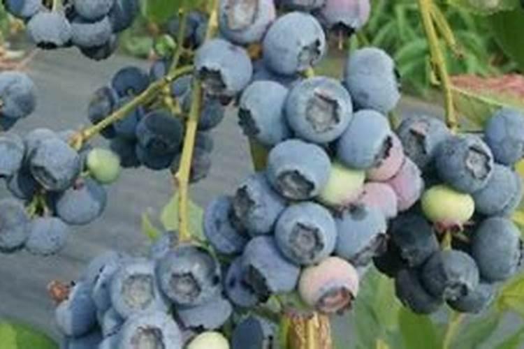 为什么氮肥壮叶磷肥壮茎钾肥壮果