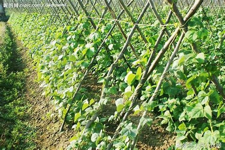 红心猕猴桃和绿心猕猴桃种在一起影响不影响授粉？