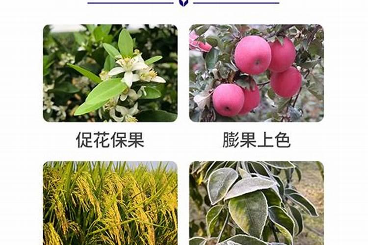 果树促花用什么叶面肥好？