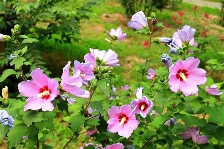 品牌榜:2024年水溶肥十大品牌排行榜 投票结果公布【新】