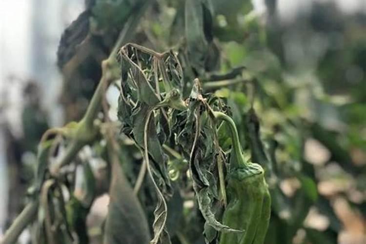 冻害和冷害你分清了吗？冬天辣椒管理不能掉以轻心