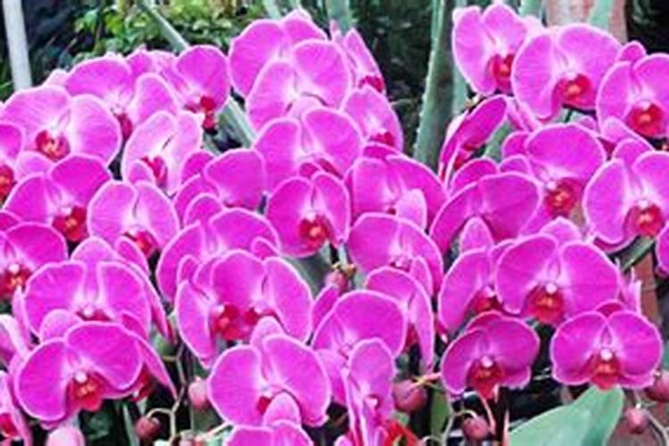 农资经销商如何看待颗粒水溶肥