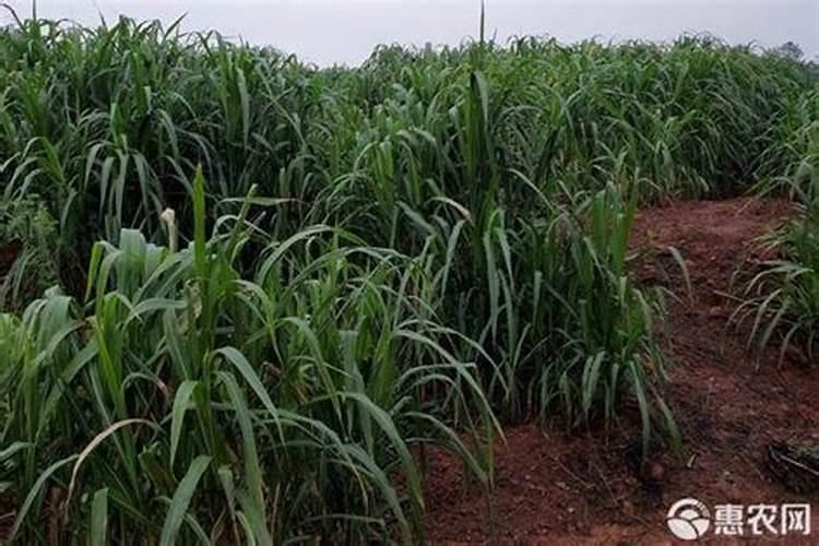 种牧草用什么肥料比较好