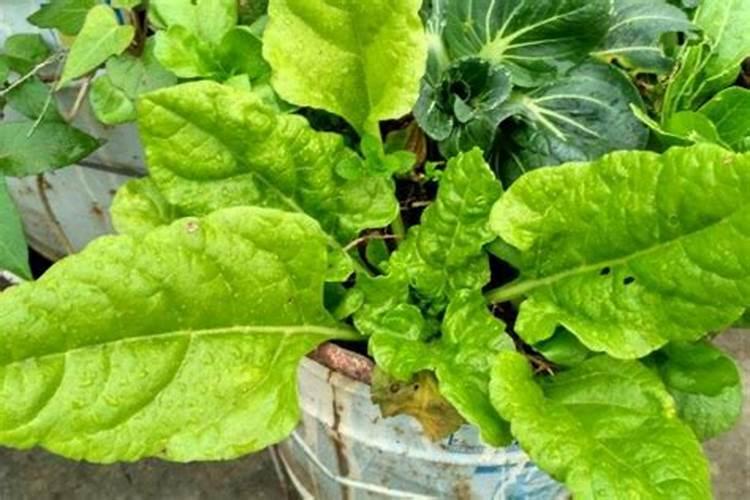 植物缺磷怎么补救