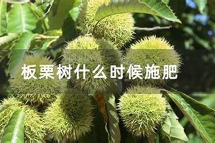 板栗树追什么肥最好