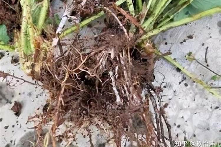 芍药施肥时间和方法,芍药喜欢什么肥料