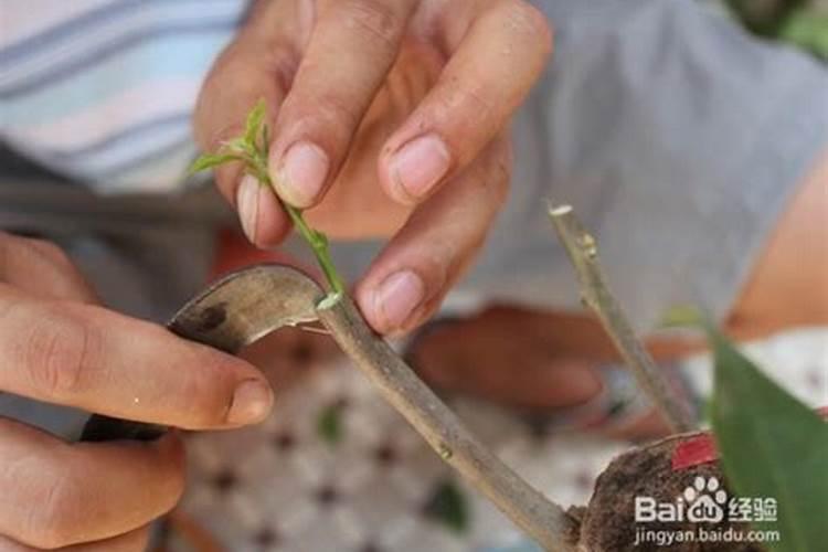 咪鲜胺和磷酸二氢钾可以用在脐橙树上吗？