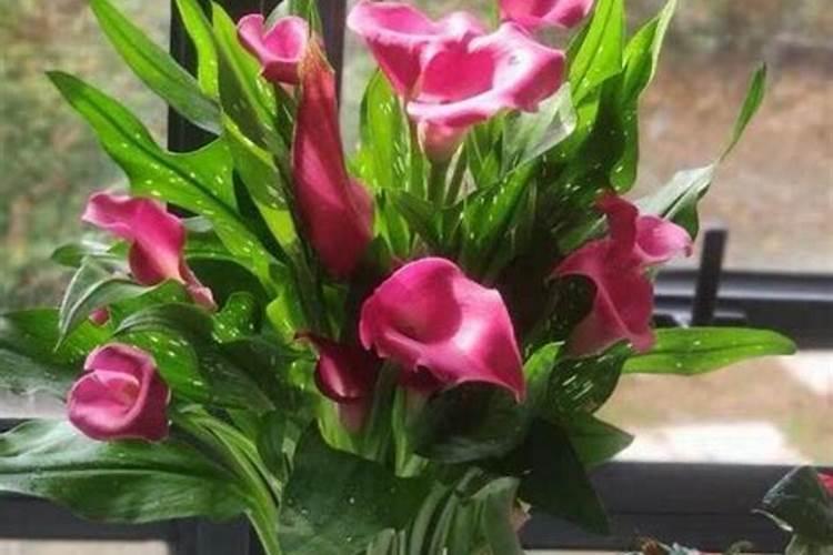 柠檬树的栽培与管理技术