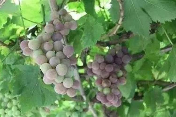 葡萄树如何施肥葡萄树的施肥方法