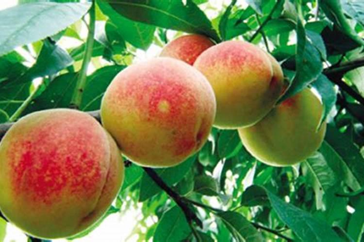 果树秋肥什么时候施比较好 果树的施肥方法