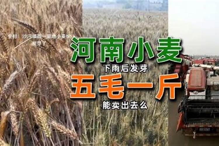 水田淹水期不适用哪种氮肥