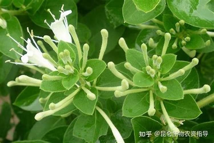 果园后期叶面肥用什么好