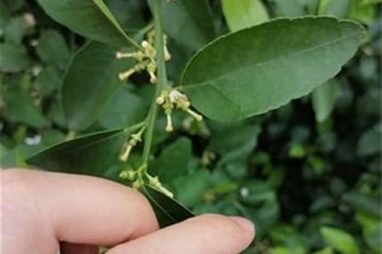 芐氨赤霉酸保果技术