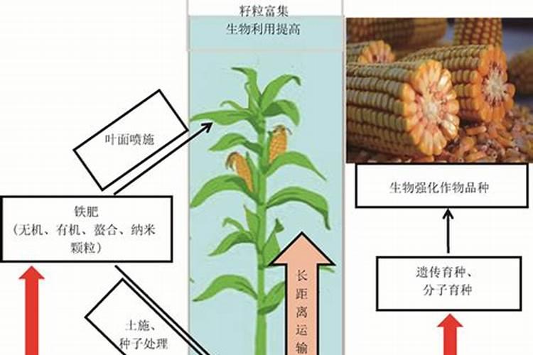 月季花有花苞了怎么施肥