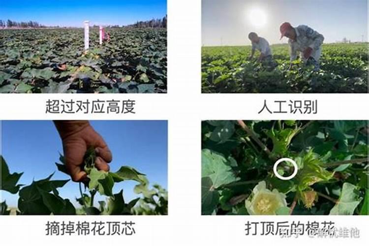 松红梅如何养护