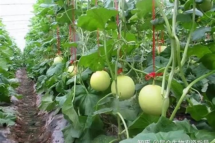 土豆最后一次施肥什么时候 如何追肥才能高产