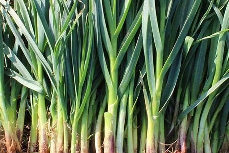 马尼拉草坪专用复合肥