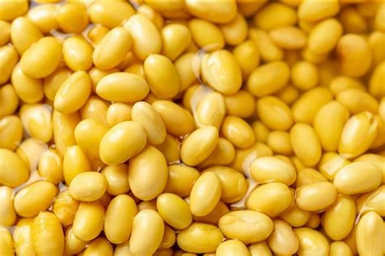 炒熟的黄豆可以做肥料吗 具体怎么操作能做肥料