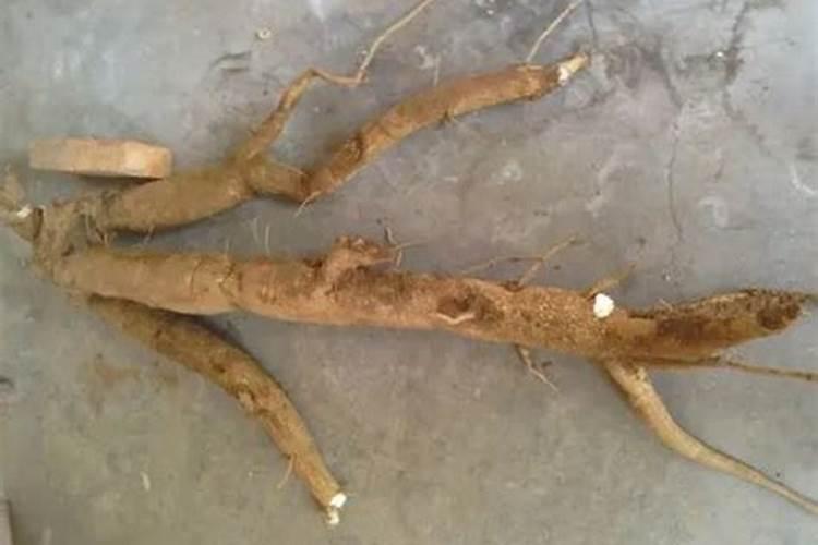 芸薹素内酯主要用于哪些作物？如何使用？